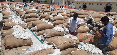 cotton auctions live.